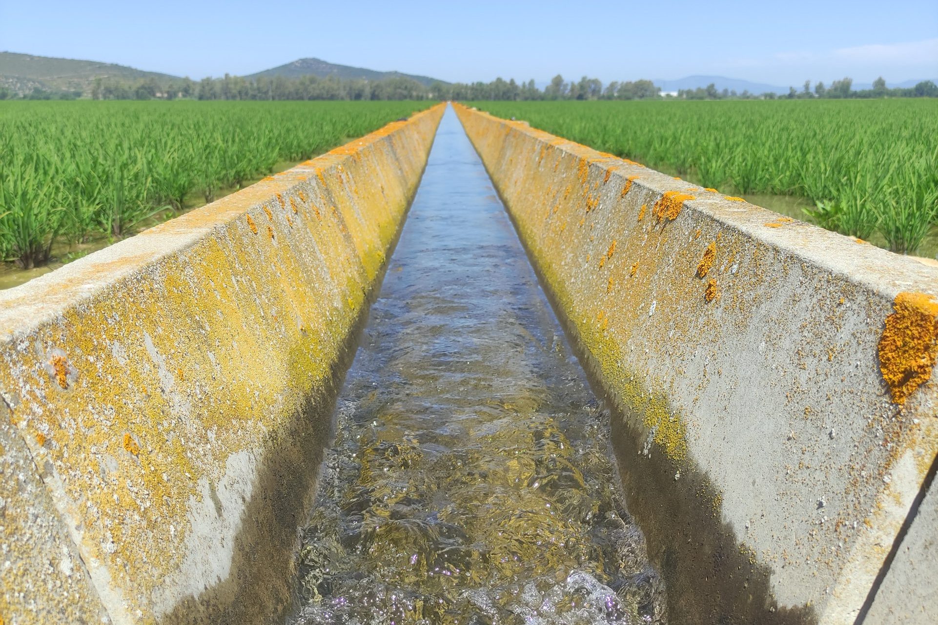 La CGU del Canal de Orellana dará por finalizada la campaña ordinaria de riego este viernes día 15 de septiembre